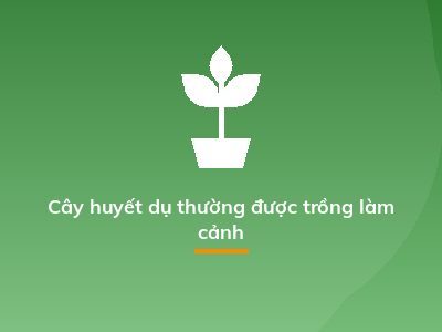 Cây huyết dụ thường được trồng làm cảnh