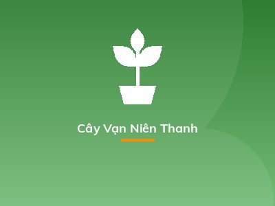 Cây Vạn Niên Thanh