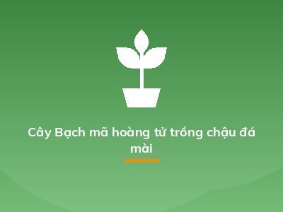 Cây Bạch mã hoàng tử trồng chậu đá mài