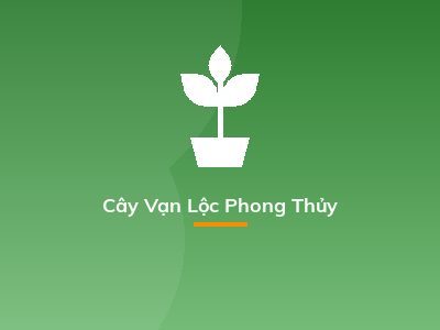 Cây Vạn Lộc Phong Thủy