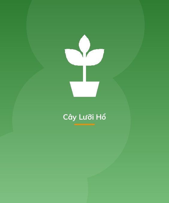 Cây Lưỡi Hổ