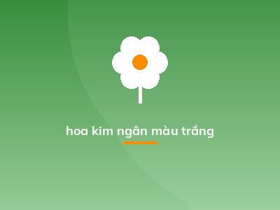 hoa kim ngân màu trắng