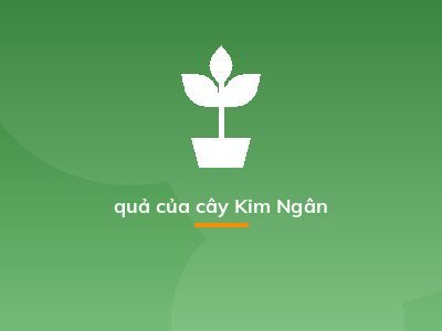 quả của cây Kim Ngân