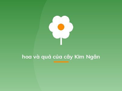 hoa và quả của cây Kim Ngân
