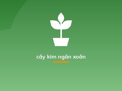 cây kim ngân xoắn