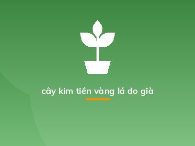 cây kim tiền vàng lá do già