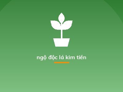 ngộ độc lá kim tiền