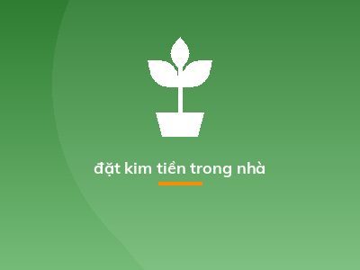 đặt kim tiền trong nhà