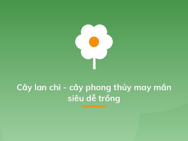 Cây lan chi