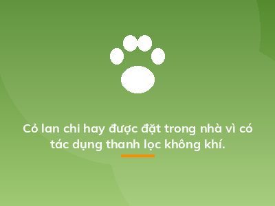 Cỏ lan chi hay được đặt trong nhà vì có tác dụng thanh lọc không khí.