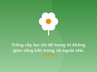 Trồng cây lan chi để trang trí không gian sống bên trong và ngoài nhà.
