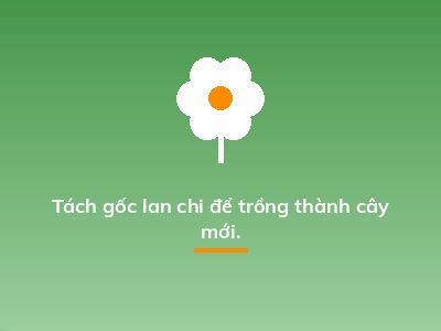 Tách gốc lan chi để trồng thành cây mới.