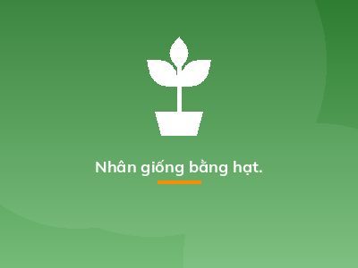 Nhân giống bằng hạt.