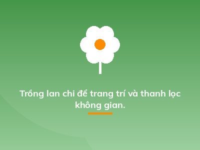 Trồng lan chi để trang trí và thanh lọc không gian.