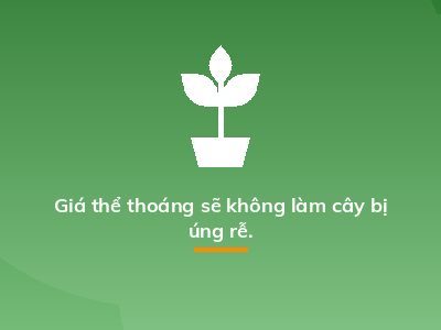 Giá thể thoáng sẽ không làm cây bị úng rễ.