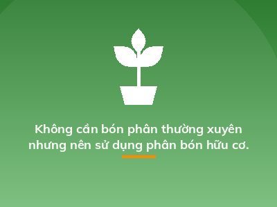 Không cần bón phân thường xuyên nhưng nên sử dụng phân bón hữu cơ.