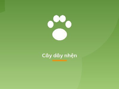 Cây dây nhện