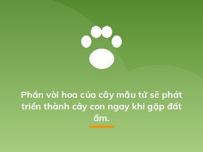 Phần vòi hoa của cây mẫu tử sẽ phát triển thành cây con ngay khi gặp đất ẩm.