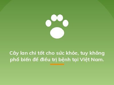 Cây lan chi tốt cho sức khỏe, tuy không phổ biến để điều trị bệnh tại Việt Nam.
