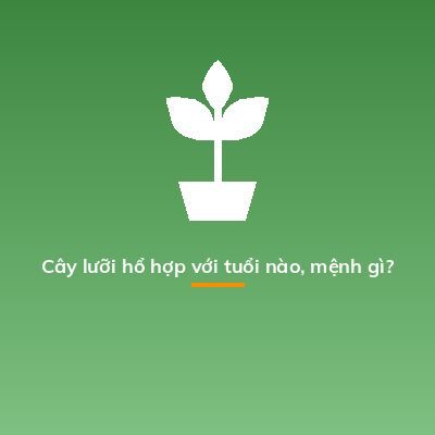 Cây lưỡi hổ hợp với tuổi nào, mệnh gì?