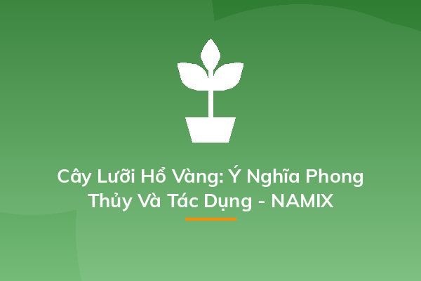Cây Lưỡi Hổ Vàng: Ý Nghĩa Phong Thủy Và Tác Dụng - NAMIX