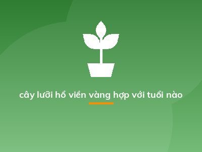 cây lưỡi hổ viền vàng hợp với tuổi nào
