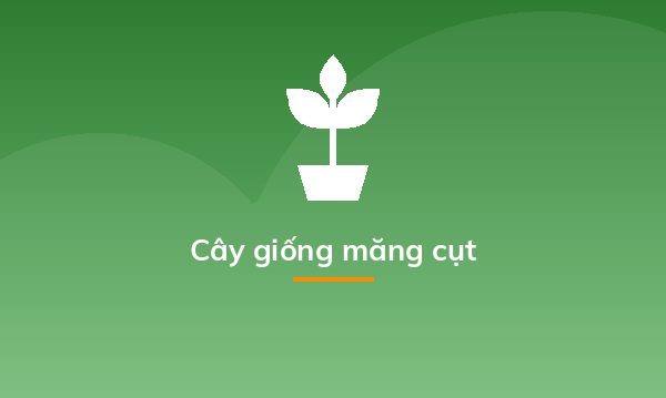 Cây giống măng cụt