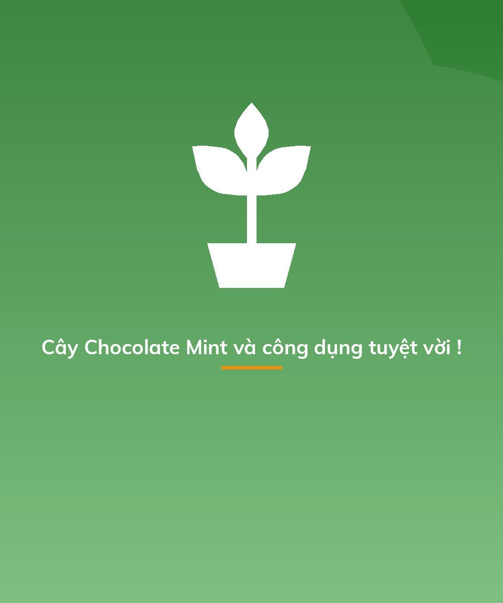 Cây Chocolate Mint và công dụng tuyệt vời !