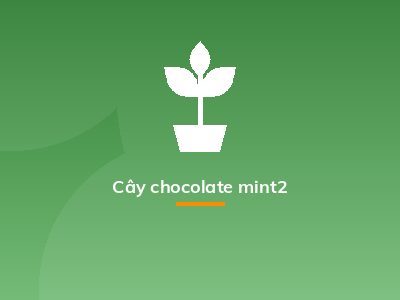 Cây chocolate mint2