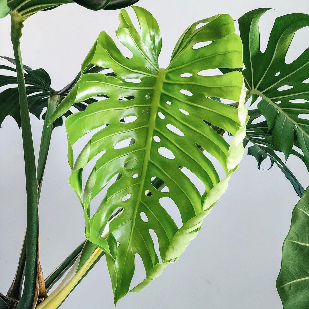 Có bao nhiêu loại cây trầu bà lá xẻ?