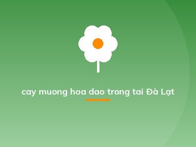 cay muong hoa dao trong tai Đà Lạt