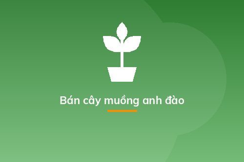 Bán cây muồng anh đào