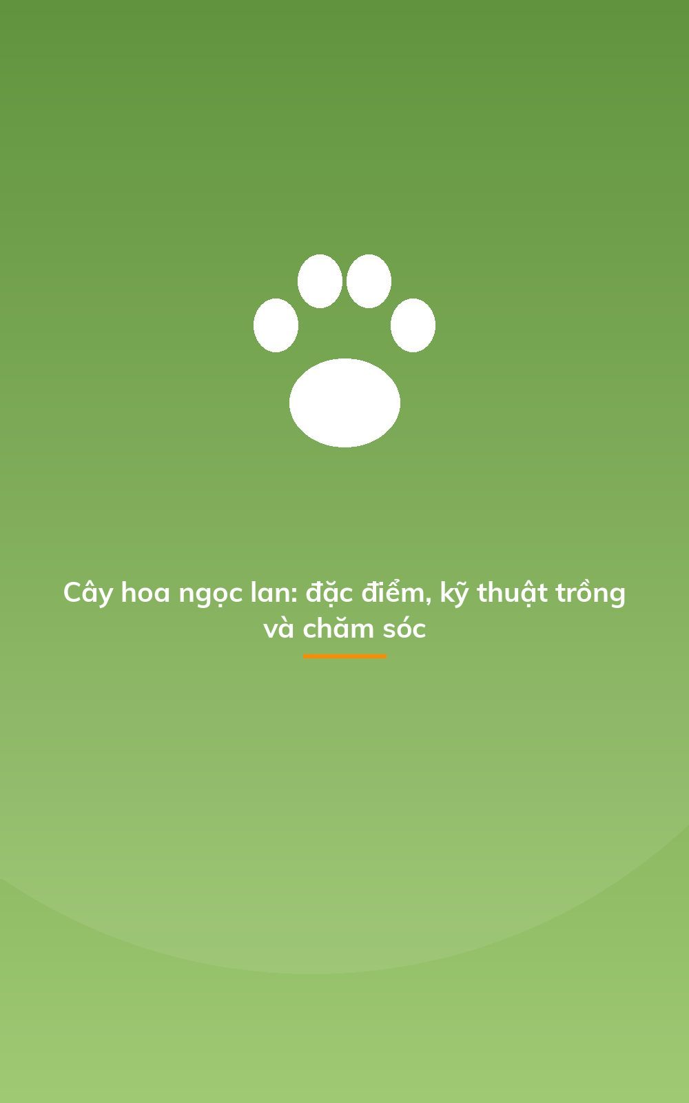 Cây hoa ngọc lan: đặc điểm, kỹ thuật trồng và chăm sóc