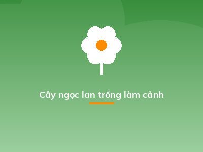 Cây ngọc lan trồng làm cảnh