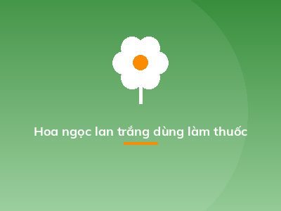 Hoa ngọc lan trắng dùng làm thuốc
