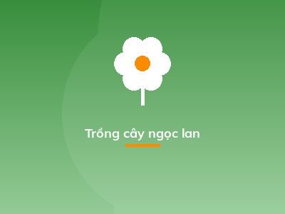 Trồng cây ngọc lan