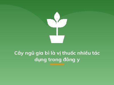 Cây ngũ gia bì là vị thuốc nhiều tác dụng trong đông y