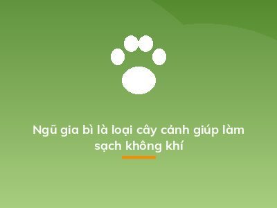 Ngũ gia bì là loại cây cảnh giúp làm sạch không khí