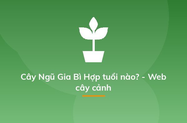Cây Ngũ Gia Bì Hợp tuổi nào? - Web cây cảnh