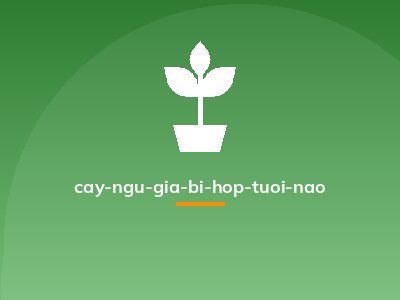 cay-ngu-gia-bi-hop-tuoi-nao