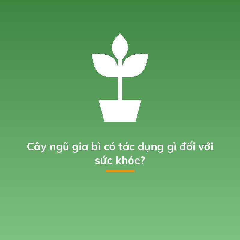 Cây ngũ gia bì có tác dụng gì đối với sức khỏe?