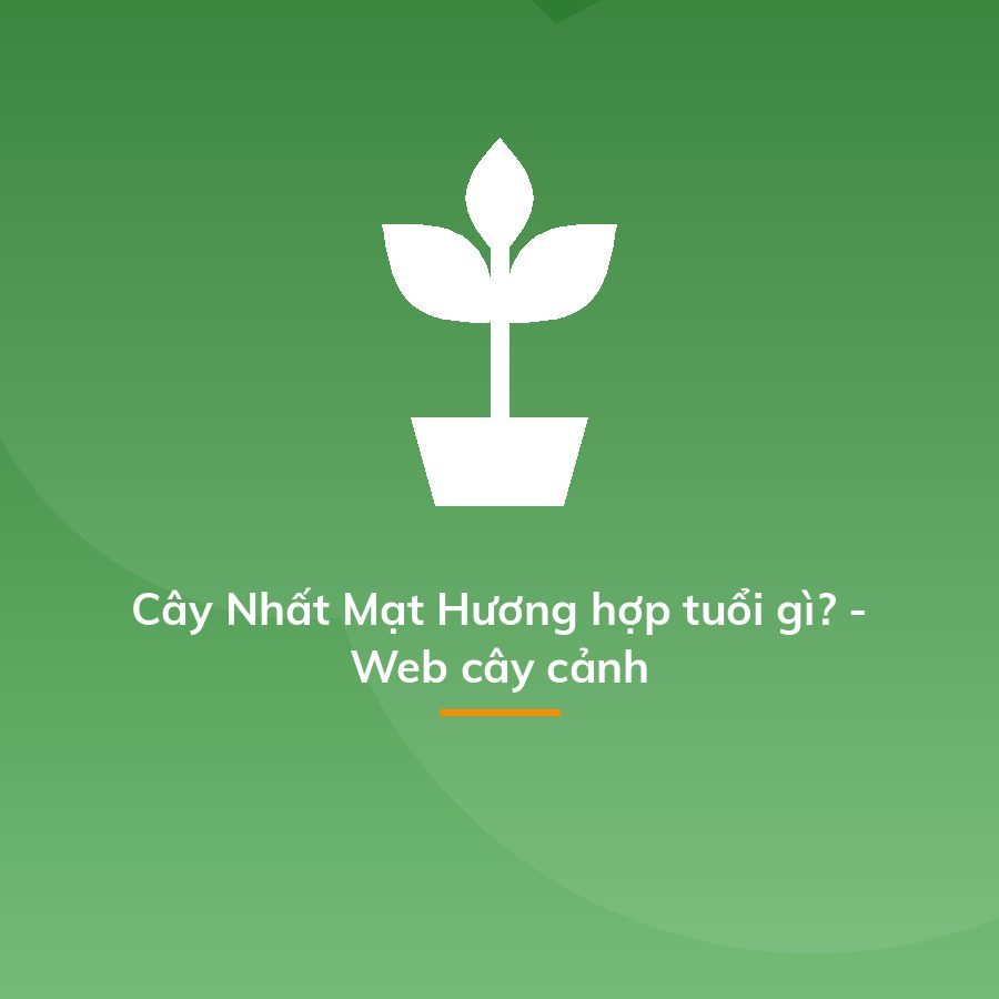 Cây Nhất Mạt Hương hợp tuổi gì? - Web cây cảnh