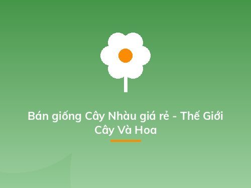 Bán giống Cây Nhàu giá rẻ - Thế Giới Cây Và Hoa