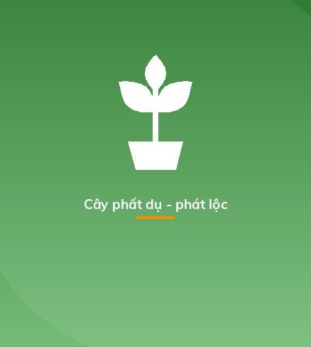 Cây phất dụ - phát lộc