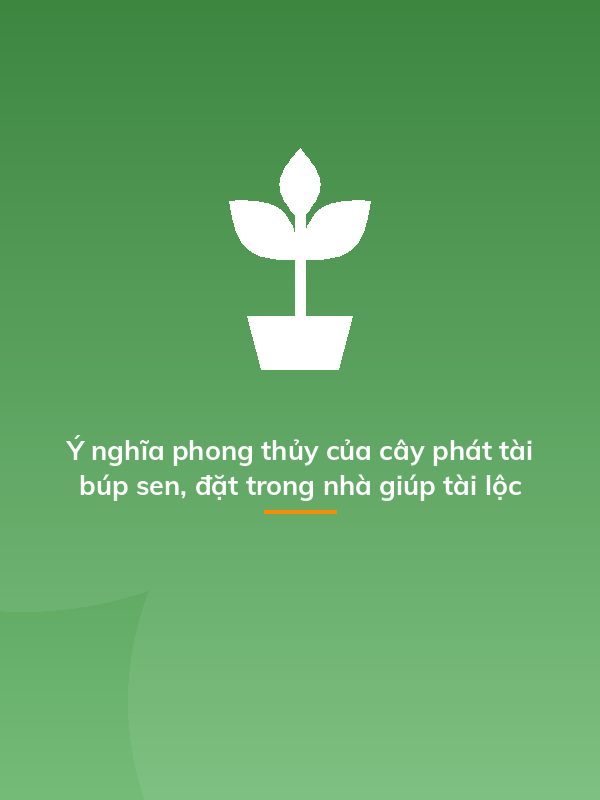 Ý nghĩa phong thủy của cây phát tài búp sen, đặt trong nhà giúp tài lộc