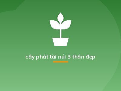 cây phát tài núi 3 thân đẹp