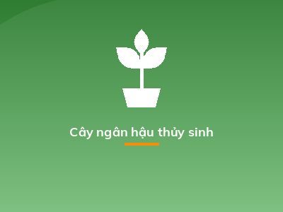 Cây ngân hậu thủy sinh