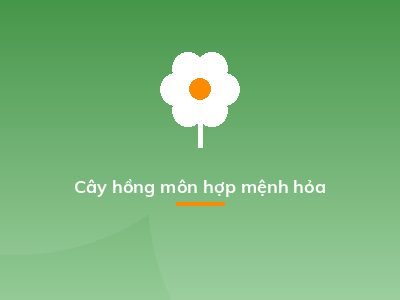 Cây hồng môn hợp mệnh hỏa