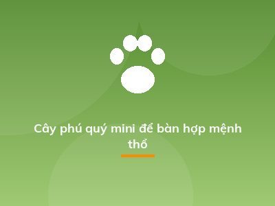 Cây phú quý mini để bàn hợp mệnh thổ