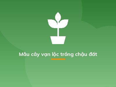 Mẫu cây vạn lộc trồng chậu đất